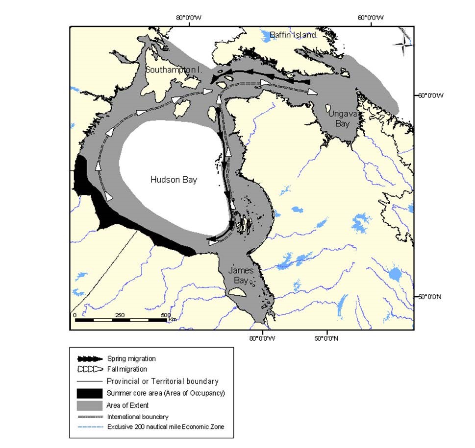 Map showing the range of the Western Hudson Bay population of beluga